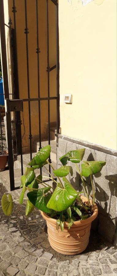 Pompei Vesevus Apartament Boscotrecase 外观 照片
